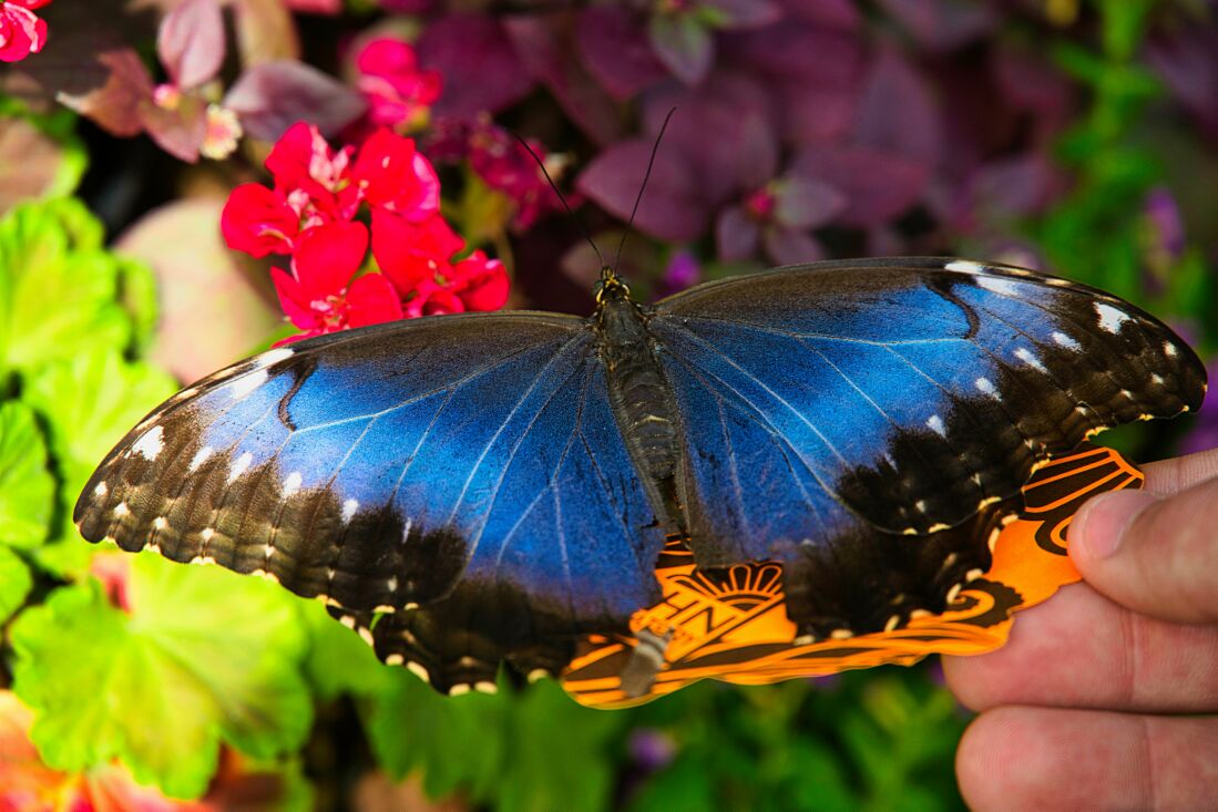 Blue Morpho